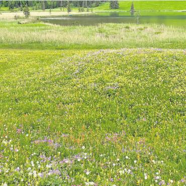 LESERBILDER - Oben rechts: Blumenwiese am Lauenensee. FOTO: LYDIA REICHENBACH, GSTAAD