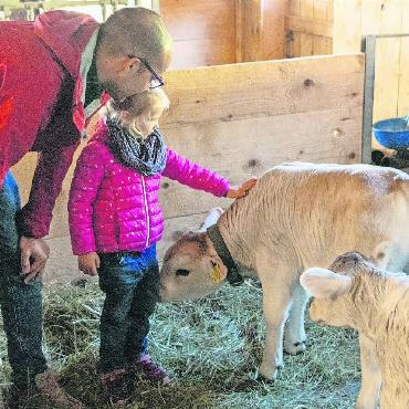 Saanis Familienprogramm auf dem Bauernhof - Die vierjährige Nila Schneider streichelt mutig Muni Urs.