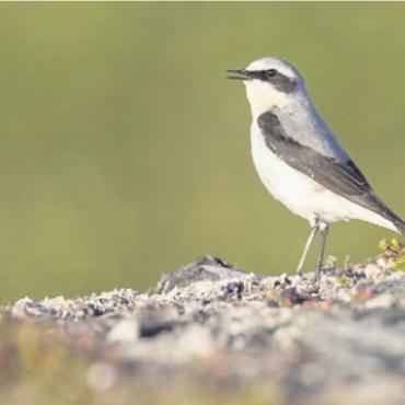 Weitgereiste Wandervögel - In Europa brütende Steinschmätzer wählen unterschiedliche Zugwege. Vögel aus den Alpen ziehen auf direktestem Weg via Mittelmeer, während Vögel aus Deutschland via Iberische Halbinsel nach Afrika ziehen. FOTO: MARCEL BURKHARDT