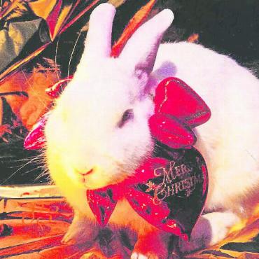 Das Jahr des Wasser-Hasen - Laut dem chinesischen Kalender wird ab Ende Januar der Wasser-Hase regieren. FOTO: LADY MOKKA