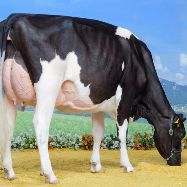 Das Saanenland holt sich zwei Misstitel, einen Supreme-Championtitel und elf Podestplätze - Gobelis Unix Unriana von Alex Gobeli, Saanen. (Foto: zvg)