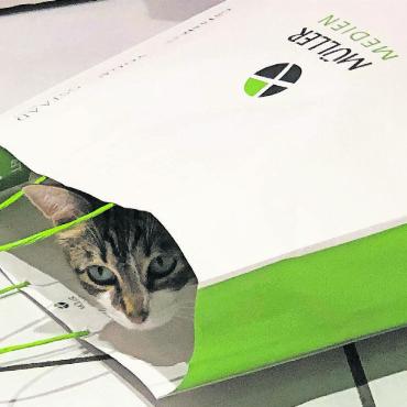 LESERBILDER - «Da hat Tixi aber ein cooles Versteck gefunden!» FOTO: WALTER MATTI, KÜSNACHT