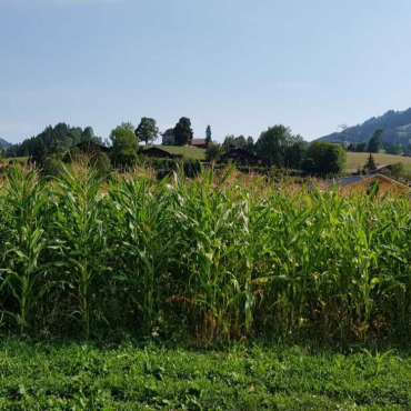 Höhere Temperaturen als Chance für den Maisanbau nutzen - Das Maisfeld der Familie Schopfer in Saanen. (Fotos: AvS)