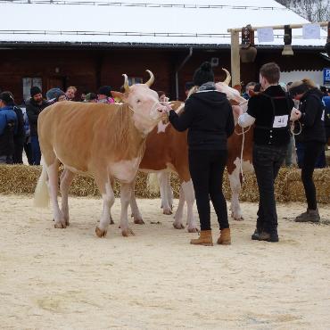 Ein guter Grund zum Feiern – die 10. Rinderexpo Saanenland