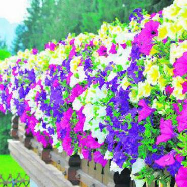 Aktuell: täglich frisch bei Blumen Stricker - Blumen Stricker bietet ein grosses Sortiment an Balkon- und Terrassenpflanzen. FOTO: ZVG