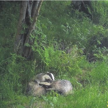 LESERBILDER - Fellpflege bei Familie Dachs (aufgenommen mit der Wildtierkamera). FOTO: CORINNA MÜLLER, SAANEN