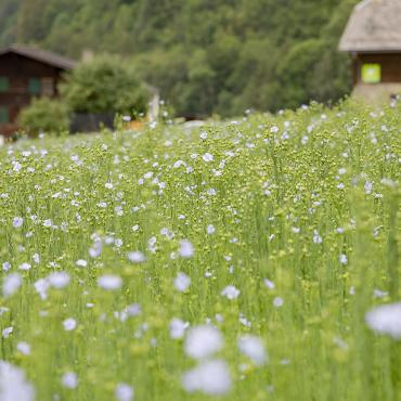 Leinanbau auf über 1000m über Meer