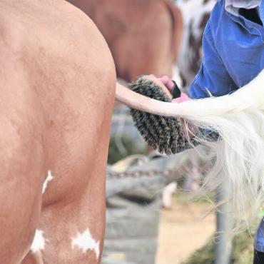 Rinderexpo 2024: «Vil Sunntig» am vergangenen Samstag - Die Tiere werden herausgeputzt, bevor sie in den Ring geführt werden.