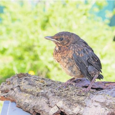 Hinaus in die weite Welt - Diese junge Amsel braucht keine Hilfe, da sie alt genug ist, um ausserhalb des Nests zurechtzukommen, und da sie weiterhin auf die Fürsorge ihrer Eltern zählen kann. FOTOS: SCHWEIZERISCHE VOGELWARTE
