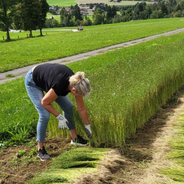 Der Bergflachs ist nach harter Arbeit gerauft