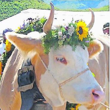 Sufsunntig auf der Alp Chüetungel - Wem gehört wohl die diesjährige Meisterkuh? FOTO: ZVG