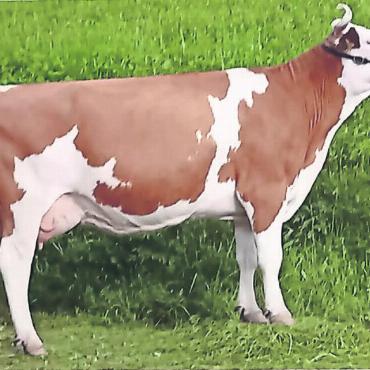 Ein interessanter Züchtercup und zwei Schweizermeister - Pierolet Cesilia aus dem Stall von Ueli Hefti hat eine Lebensleistung von über 80’000kg Milch. FOTO: KELEKI