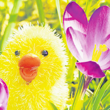 Frühlingserwachen bei Blumen Stricker - Osterstimmung bei Blumen Stricker. FOTO: ZVG