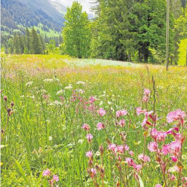 LESERBILD - Frühlingswiese im Turbach, fotografiert von unserem Leser Peter Zaugg aus Bern.