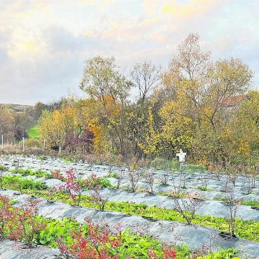 Positive Veränderungen in den Vepass-Partnerstädten - Die angeschlagene Plantage von Attila Sebesi.