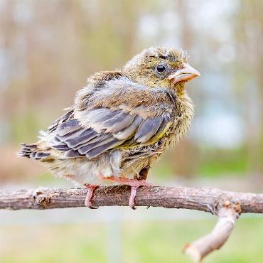 Augen auf und Hände weg bei Jungvögeln - Dieser junge Grünfink ist bereits alt genug, um ausserhalb des Nests zurechtzukommen. In diesem Stadium brauchen Jungvögel meist keine menschliche Hilfe.
