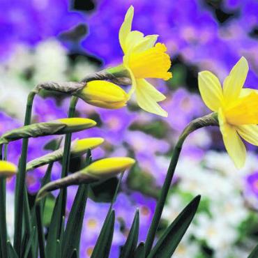 Frühlingserwachen bei Blumen Stricker - Ein riesiges Sortiment an Frühlingsblumen bei Blumen Stricker. FOTO: ZVG