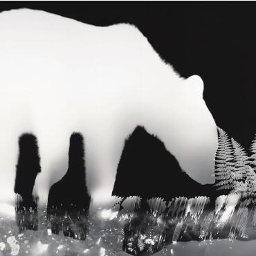Wenn Wildtiere ihre eigenen Schattenbilder hinterlassen - Ein junger Bär taucht als leuchtender «weisser Schatten» aus der Dunkelheit des Waldes auf – eine lebensgrosse Nachtaufnahme, entstanden ohne Kamera direkt auf lichtempfindlichem Papier.