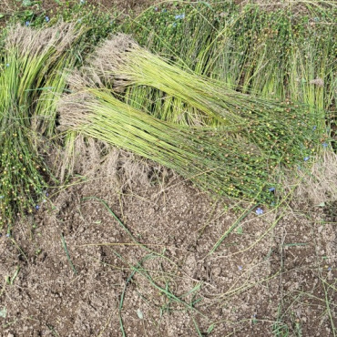 Der Bergflachs ist nach harter Arbeit gerauft