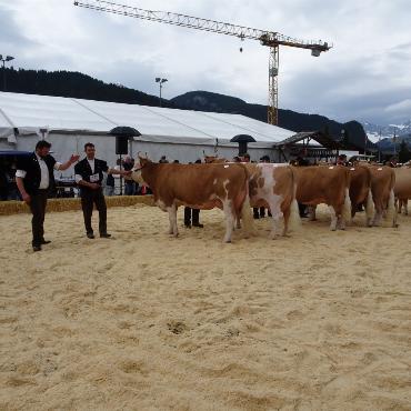 Starke Simmentaler, ausgeglichenes Swiss Fleckvieh und Top-Red-Holstein- und Holsteinkühe