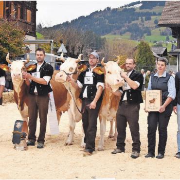 Die Topschau – zum 21. Mal immer noch hoch im Kurs - Simmental: v.l. Miss Topschau Brisago Canada, Ehrerwähnung Wendolyn Wylona und Miss Schöneuter Unetto Manuela. FOTOS: VRENI MÜLLENER