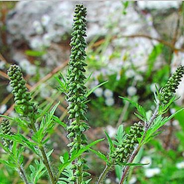 Neophyten: Vernichten oder die Natur machen lassen? - Erstmals auch im Saanenland gemeldet: Ambrosia