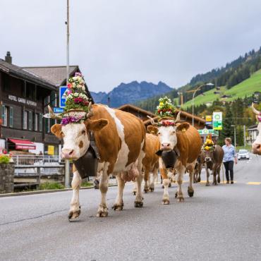 Die Miss Lenk 2024 heisst Lucie - Schön geschmückte Kühe zogen durch die Lenk. FOTO: LIVIA BUHLER