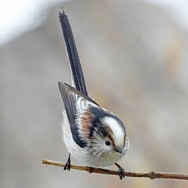 Ein nicht alltäglicher Gast im Vogelhaus - Die knapp zehn Gramm schwere Schwanzmeise ist in unserer Region ein nicht alltäglich zu beobachtender Vogel. FOTO: BERT INÄBNIT