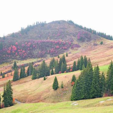 Betrachtet, befahren und für gut befunden - Die rötliche Färbung des Weidelandes verrät im Herbst jeweils die Feucht- und Moorlandschaften, die beim Wegbau sehr sensibel behandelt wurden. Die Steinlinsen unten rechts sind Kompensationsflächen.