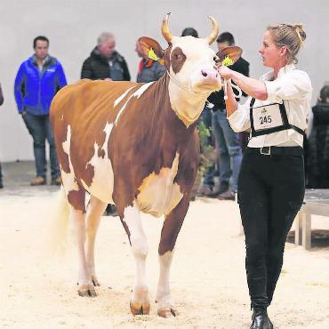 Erfolgreiche Saaner Jungzüchter - Kilian Unique von Celine Hauswirth, Gstaad. FOTO: YSALINE CHARRIÈRE