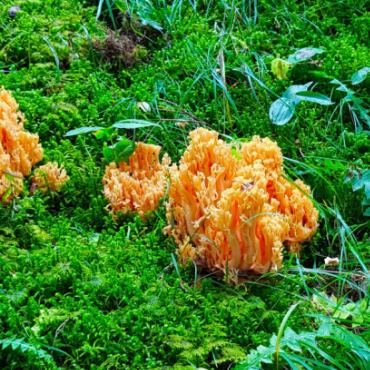 Das Great Barrier Reef der Berge... - Schön und zum Verzehr verlockend: die Goldgelbe Koralle (Ramaria aurea), aber unbedingt Kochanleitung beachten! FOTO: BERT INÄBNIT
