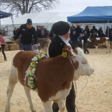 Ein guter Grund zum Feiern – die 10. Rinderexpo Saanenland