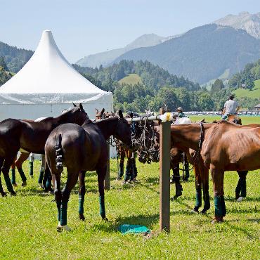 Fliegen und Siegen: die Devise der Teams - Die Ponys stehen bereit für ihren Einsatz.