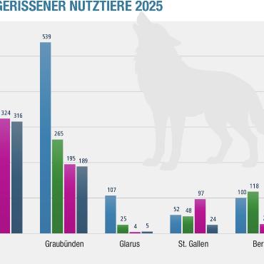 Herdenschutz nützt - Die Anzahl der vom Wolf gerissenen Nutztiere in den in der Grafik angegebenen Kantonen hat sich von insgesamt 1263 im Jahr 2022 auf 683 im Jahr 2024 gesenkt. QUELLE: KANTONALE FACHSTELLEN, GRAFIK: SUSANNE KAISER, MÜLLER MEDIEN AG