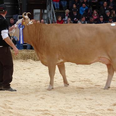 Starke Simmentaler, ausgeglichenes Swiss Fleckvieh und Top-Red-Holstein- und Holsteinkühe