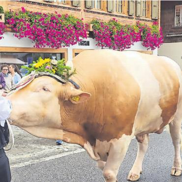 Gstaad Züglete 2022 – ein Publikumsmagnet - Muni Nils, beeindruckendes Schwergewicht an der Spitze der Gstaad Züglete, hatte es nicht pressant. Von einigen Zuschauern wohl bemerkt, hatte es noch einen zweiten Muni, der am Samstag über die Promenade spazierte. Der zweijährige Stier David hatte sich durch besonders freundliches Verhalten für diesen Einsatz empfohlen. FOTO: ZVG