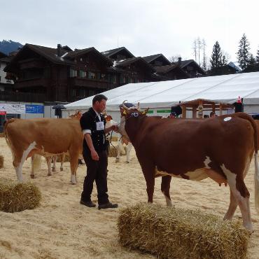 Starke Simmentaler, ausgeglichenes Swiss Fleckvieh und Top-Red-Holstein- und Holsteinkühe