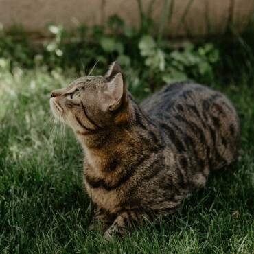 Chippflicht für Katzen kommt im Mai vors Parlament - Motion fordert eine landesweite Chip- und Registrierungspflicht von Katzen. (Foto: Unsplash)