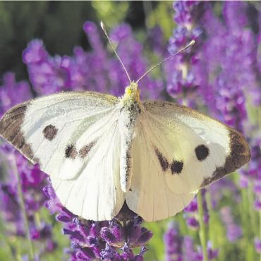 Sommer – Sonne – Schmetterlinge... - Der Grosse Kohlweissling – wegen seiner gefrässigen Raupen verachtet – ist der grösste der zehn vorkommenden Weisslingsarten.