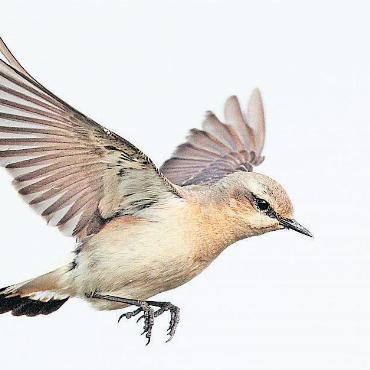 Kleiner Steinschmätzer in grossen Höhen unterwegs - Der Steinschmätzer wiegt nur ein paar Dutzend Gramm, kann aber seinen 4500 Kilometer langen Zugweg in 80 Flugstunden zurücklegen. Dazu ist er etwa einen Monat unterwegs. Neueste Daten zeigen nun, dass manche Individuen zum Überfliegen von Meeren und Wüsten auf über 5000 Meter auf steigen können. FOTO : MARKUS VARESVUO