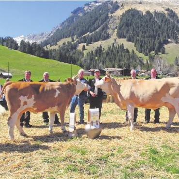 100 Jahre alt und noch so rüstig: der VZV Feutersoey - Die Viehschauexperten Aellig, Salvisberg, Wingeier und Bürki mit dem Resultat ihrer Entscheide: von links Nectarine mit dem besten Euter und Amira, die Tagessiegerin.