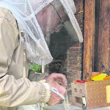 Zu Besuch bei den fleissigen Bienen - Unten: Im kleinen Kunststoffgehäuse wird die Königin isoliert.
