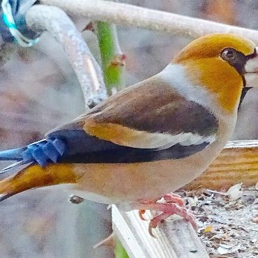 Ein schmucker, nicht alltäglicher Gast… - Bert Inäbnit hat den Kernbeisser vor die Linse bekommen. FOTO: BERT INÄBNIT