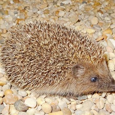 Der Igel ist das Tier des Jahres 2026 - Dieses süsse Kerlchen tauchte plötzlich vor dem Haus von Bert Inäbnit auf. FOTO: BERT INÄBNIT