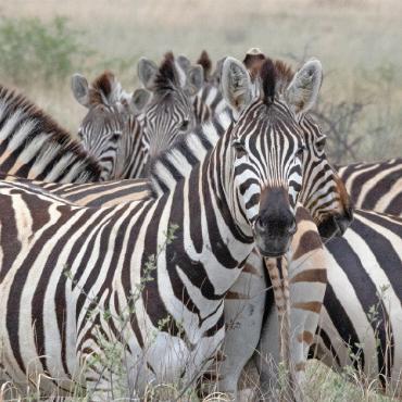Im Rollstuhl durch die afrikanische Savanne