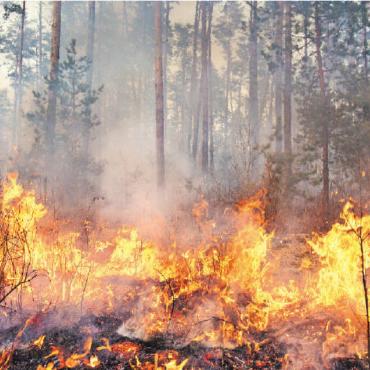 Achtung Waldbrandgefahr - Die Waldbrandgefahr ist im ganzen Kanton als erheblich eingestuft. SYMBOLBILD: ADOBE STOCK