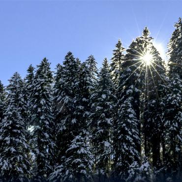 Ein gesunder Wald ist ein guter Wald