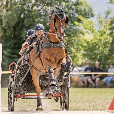 Erfolgreiche Turniersaison Fahrsport für Christian Schopfer mit Escado de Gessenay - Überfahren der Brücke im Hindernisparcours. FOTOS: ZVG