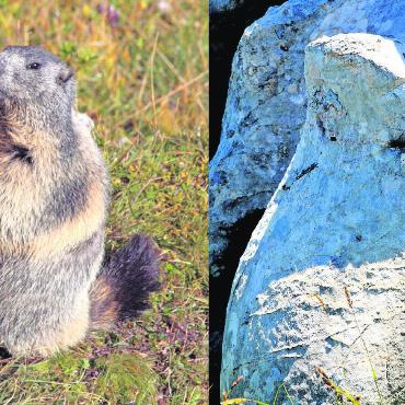 LESERBILDER - Schon gesehen…? Auf dem Sanetsch hat unser Leser Peter Ogi das Murmeltier und die Versteinerung fotografiert. FOTOS: PETER OGI, GSTAAD