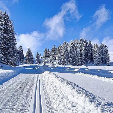 «C’est nickel!» - Am Mittwoch, 7. Januar, zeigte der Stockbrunnen-Schneehase erstmals Vollweiss, vier Tage später präsentierte ihm das Sparenmoos das schönste Winterkleid – «Nickel!». FOTO: ZVG